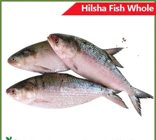 မြန်မာငါးသလောက် Myanmar Hilsa 1000g-1200g