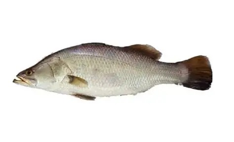 Koral Fish (Large) 1Kg
