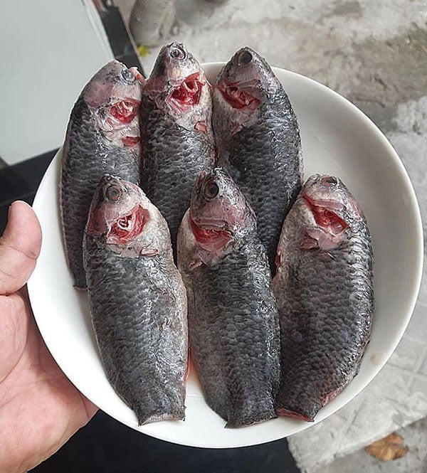 Frozen Climbing Perch Fish Whole Cleaned (500g)