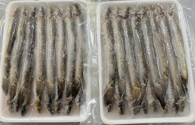 Frozen Goby Fish (500g)