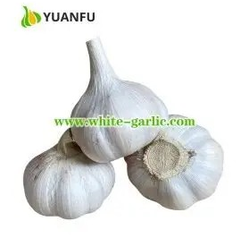 Garlic Wholeにんにく 2pieces pack