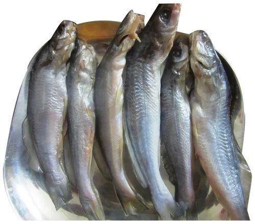 C.K Frozen Tangra Fish(800g)