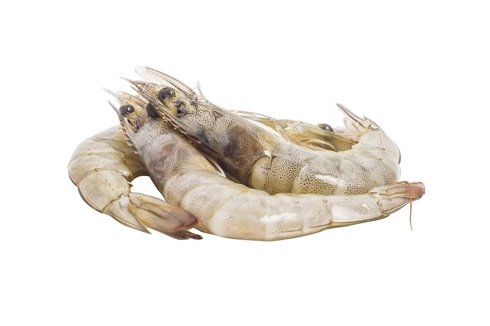 Raw Shrimp  Head On Shell On(SIZE M) IN TRAY (300g)