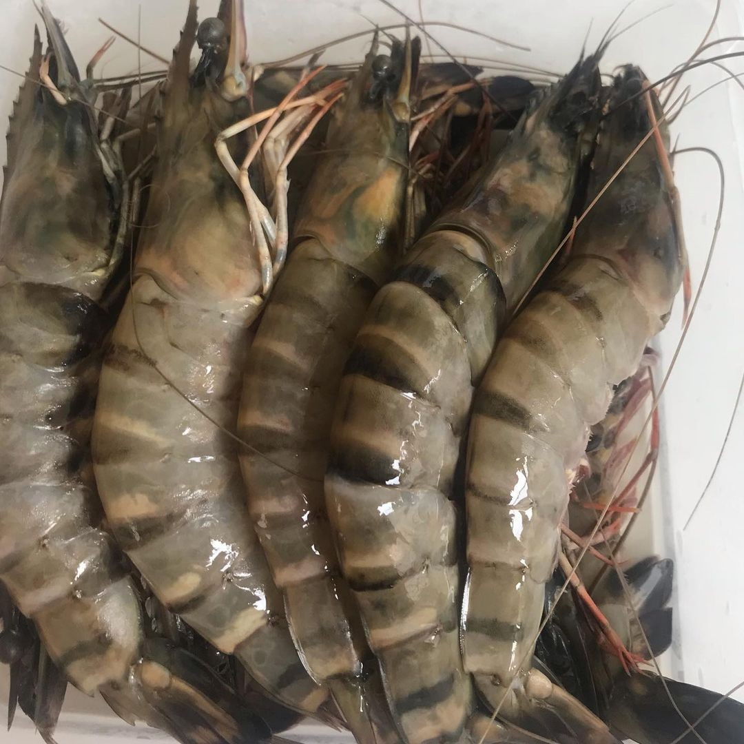 Myanmar Black Tiger Shrimp(250g) in Tray Size L