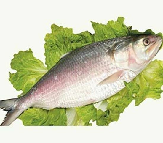 CK Frozen Fish & Foods hilsa whole fish 1200g-1500g