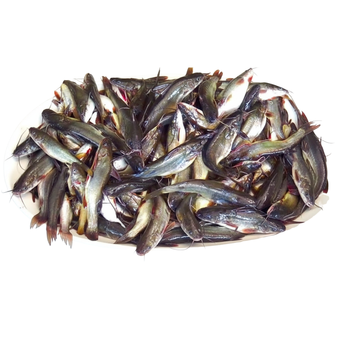Myanmarငါးဇင်ရိုင်း C.K Frozen Tangra Fish(800g)