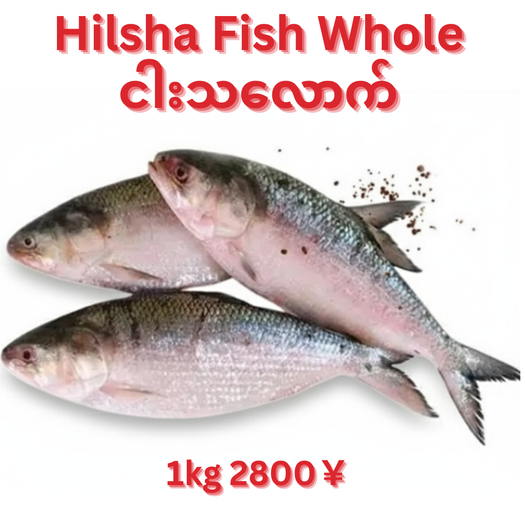 Myanmar ငါးသလောက် Frozen Hilsa whole fish 1200g-1500g
