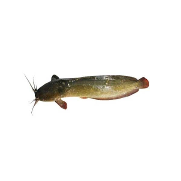 Magur Whole Fish (500g) Tray（ナマズ）
