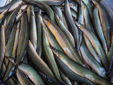 ငါးမြွေထိုးBaim fish 250g（バイム）